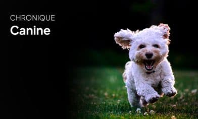 Chronique Chien avec notre experte canine Amélie Drobey